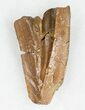 Partial Tyrannosaurus rex (T-Rex) Tooth #11914-1